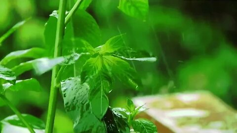 sound of rain to sleep