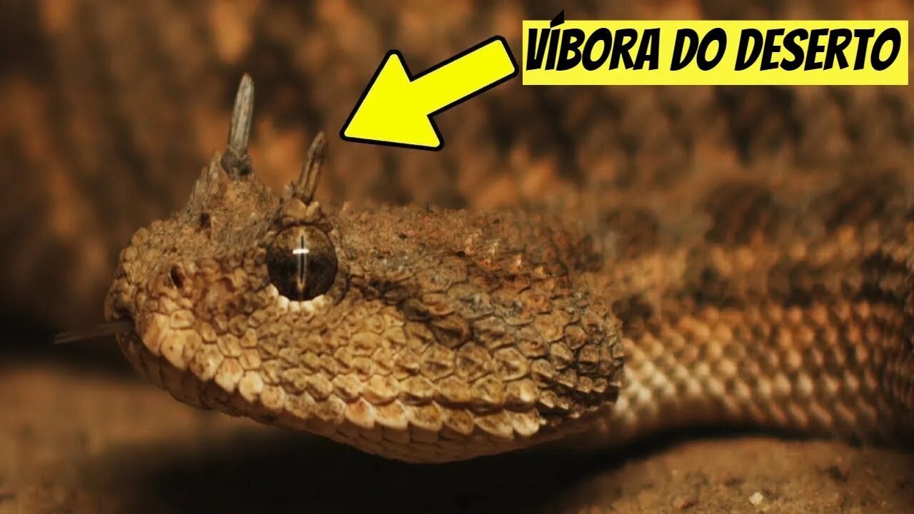 Cobra que se esconde nas areias quentes do deserto (Víbora De Chifres
