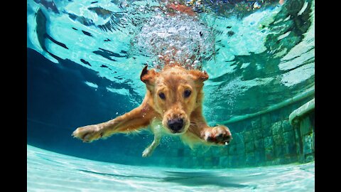 HOW TO TEACH DOGS TO SWIM !