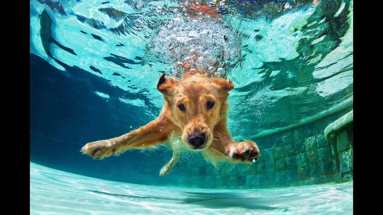 HOW TO TEACH DOGS TO SWIM !