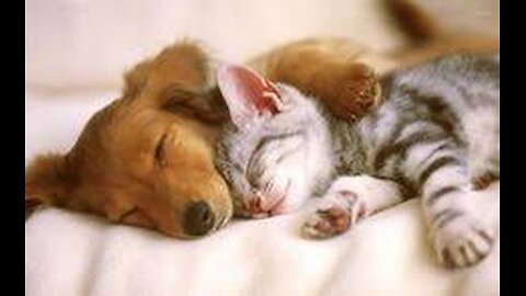 Cutest Kitten and Puppy Hug and Love!