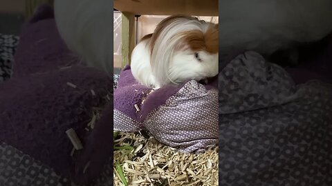 Cute Guinea pig cleaning himself