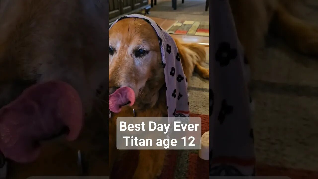 Best Day Eve, Titan Age 12 #best #life #goldenretriever