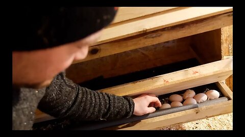 Finally Clean Eggs With These Nesting Boxes