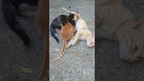Funny cats.