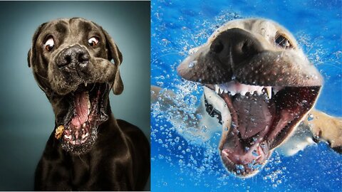 Funniest Dog Videos Compilation 2021 - Try Not to Laugh funny fails