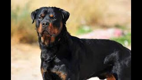 amazing facts about rottweilers