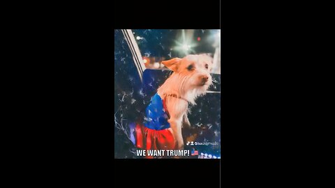 Pups for Trump(Ellie!)