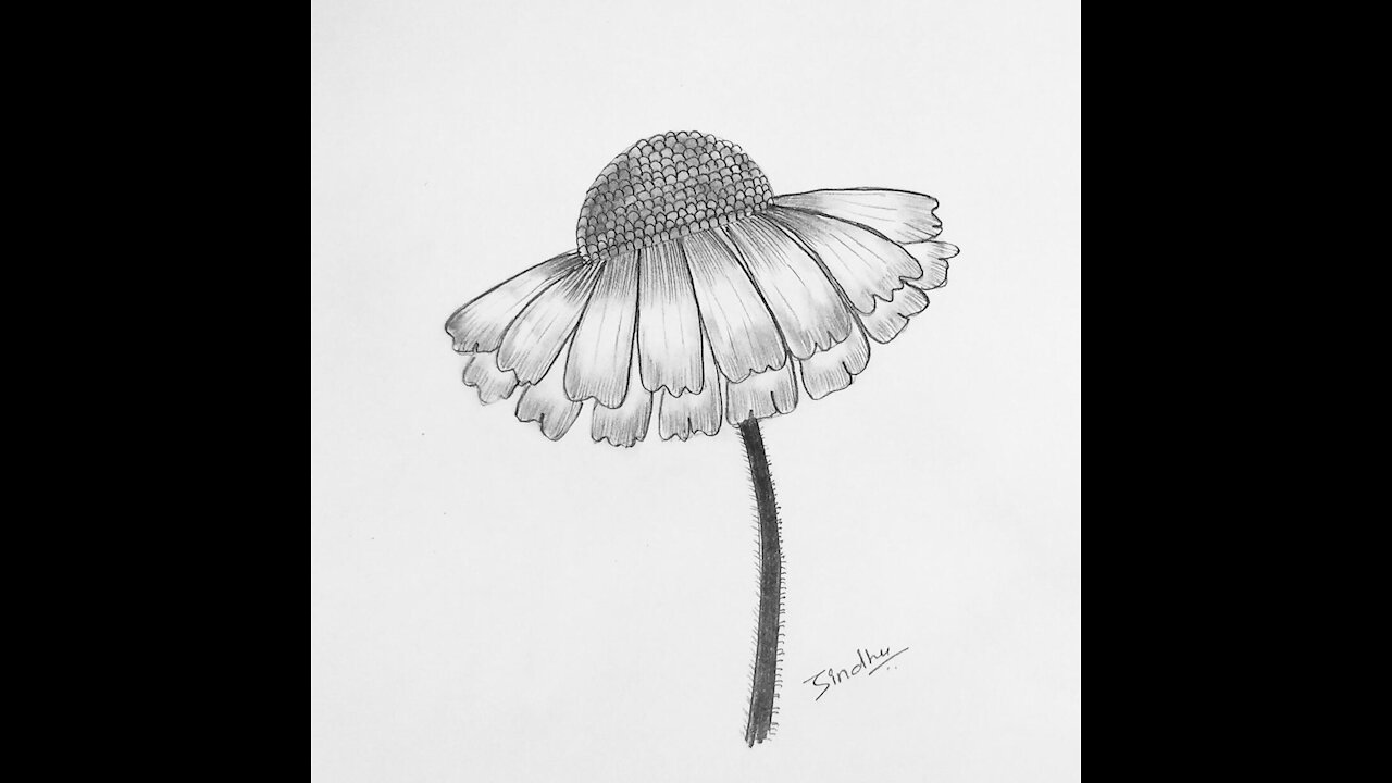 Flower Pencil sketch drawing step by step