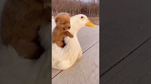 Beautiful and adorable dog play his friend funny video