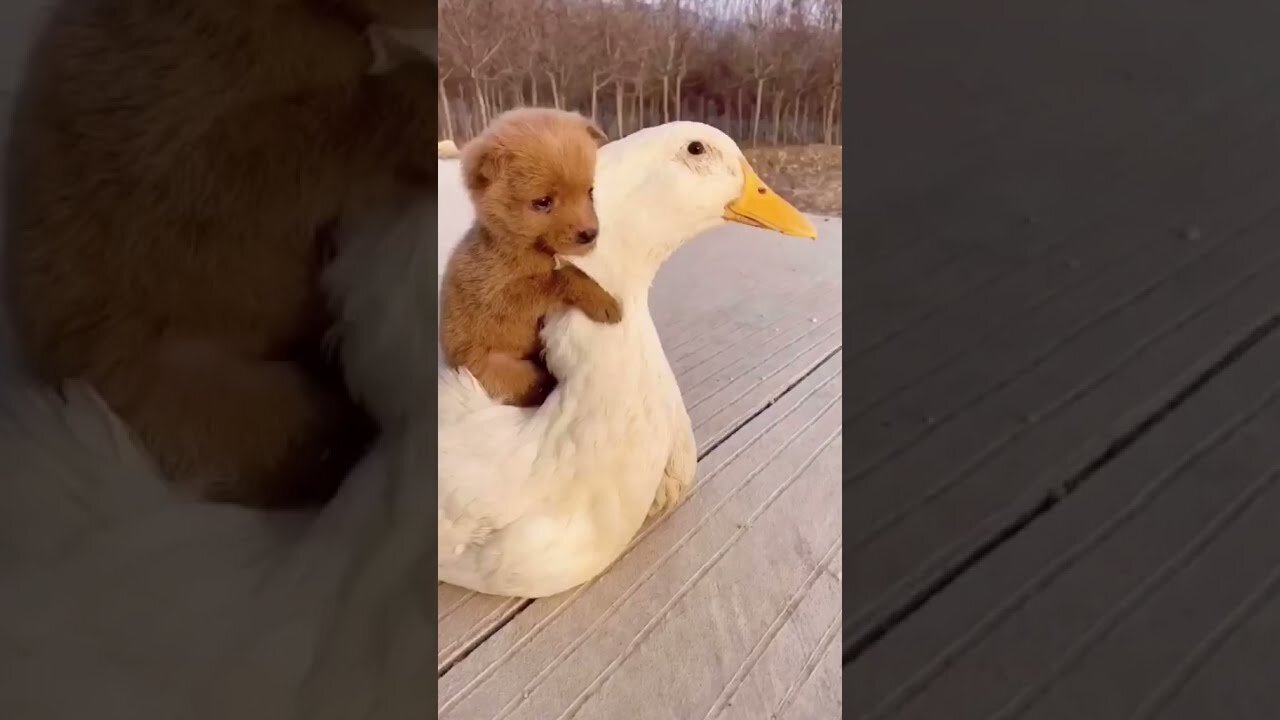 Beautiful and adorable dog play his friend funny video