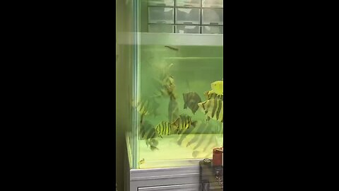 fish feeding video