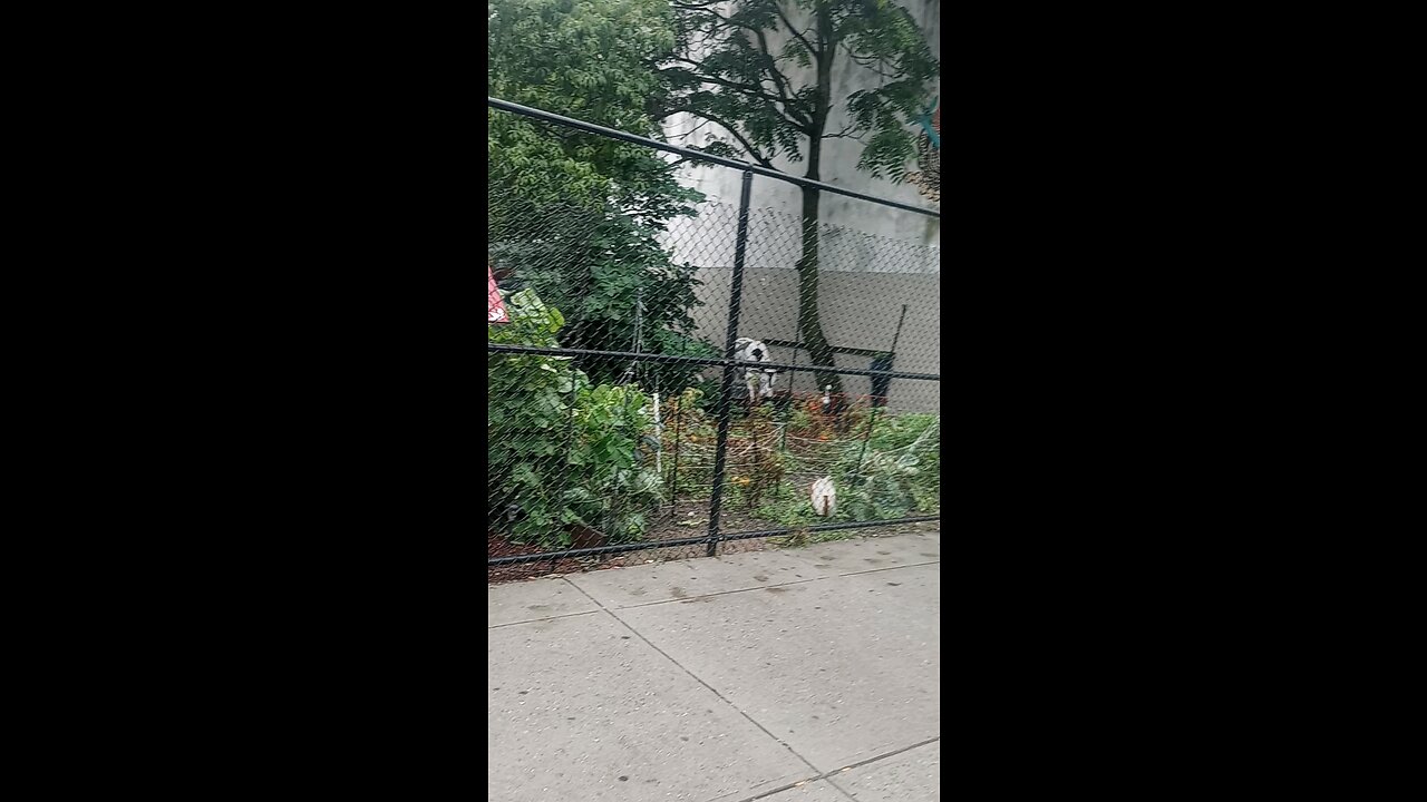 community gardens of NY