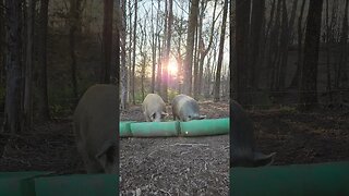 Pigs Sunrise Feeding @UncleTimsFarm #kärnəvór #carnivore #shorts #pigtalk