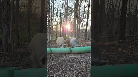 Pigs Sunrise Feeding @UncleTimsFarm #kärnəvór #carnivore #shorts #pigtalk