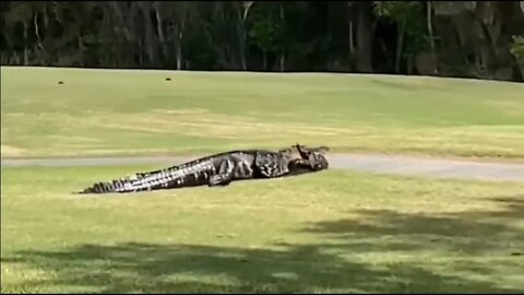 Twenty foot alligator dragging a six foot alligator across a Florida golf course.