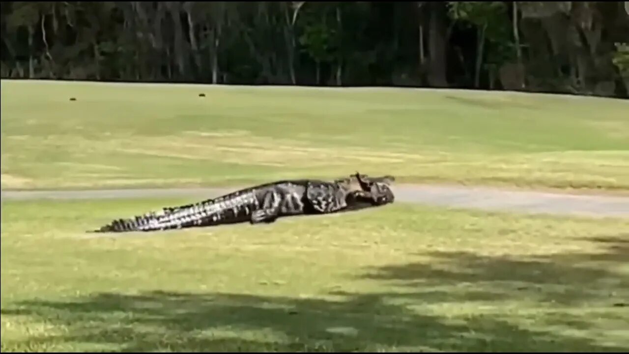 Twenty foot alligator dragging a six foot alligator across a Florida golf course.
