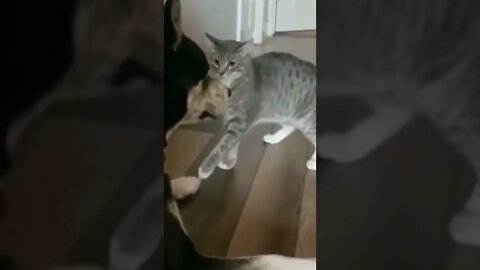 Abused kitten!!!!