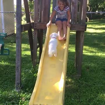 "Funny Dog Runs Up a Slide and Then Slides Back Down"