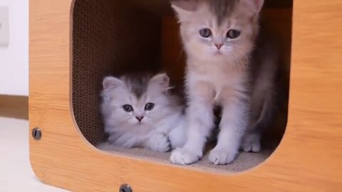 When a kitten is woken up, it gets in the way of cleaning and gets in trouble
