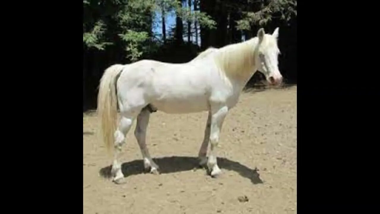 If Disney Princesses Had Horses