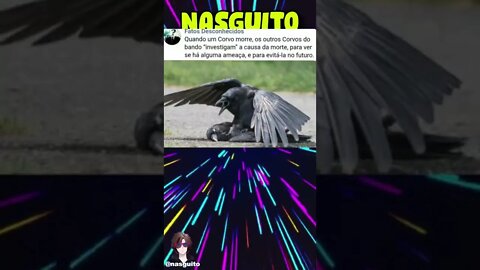 Memes em imagens - ELE É PERFEITO #shorts