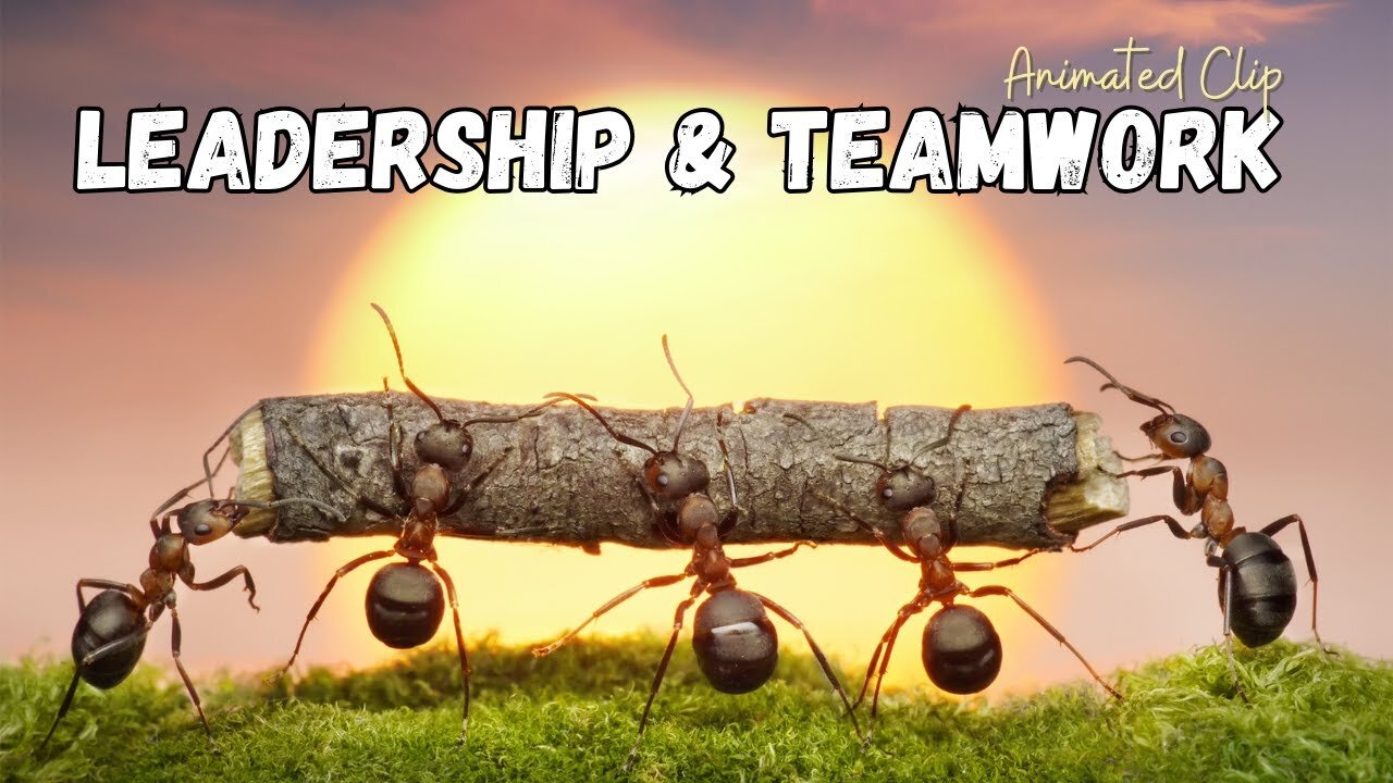 Teamwork and Leadership funny cartoon with message Animated short clip