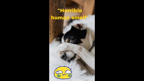 Cute And Funny Animals Compilation #1 - Pets