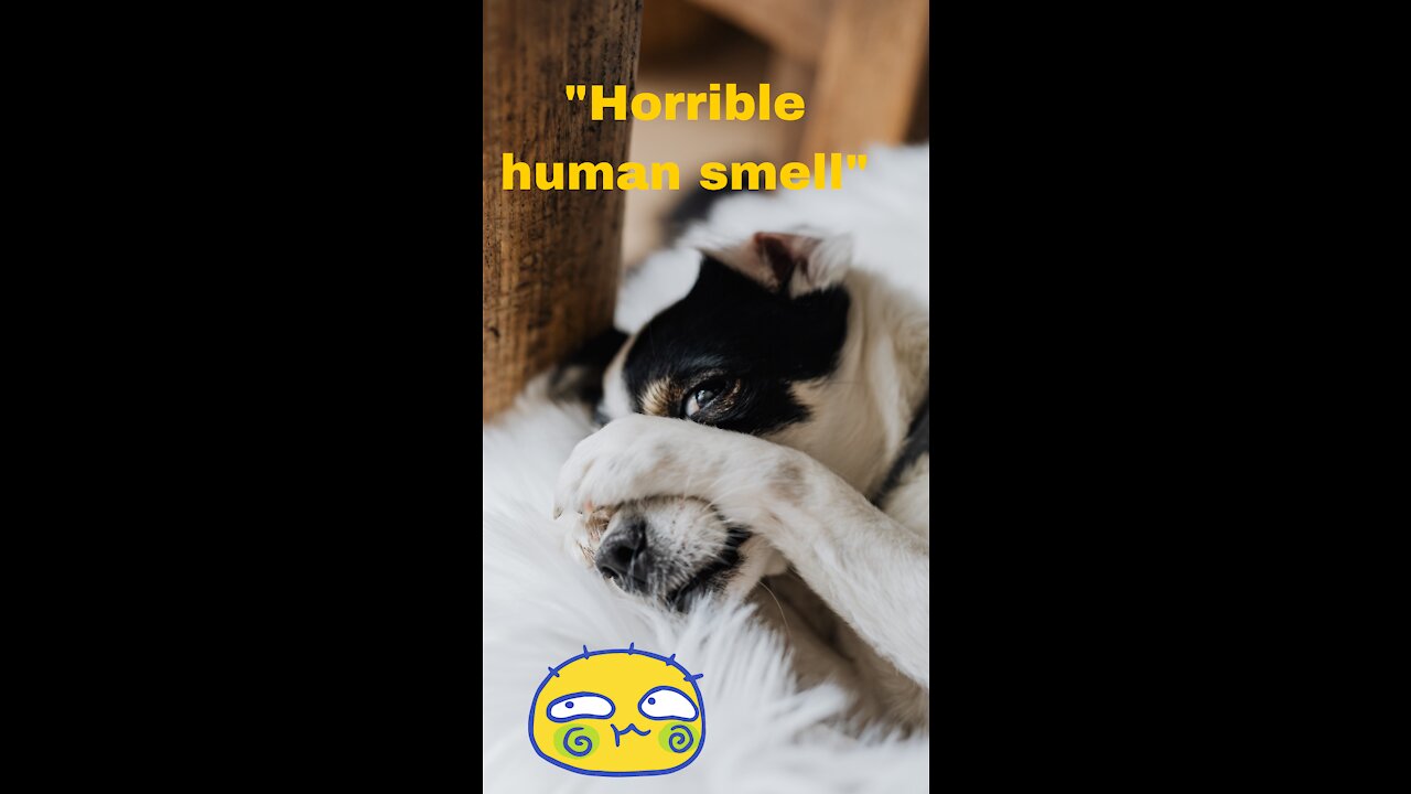 Cute And Funny Animals Compilation #1 - Pets