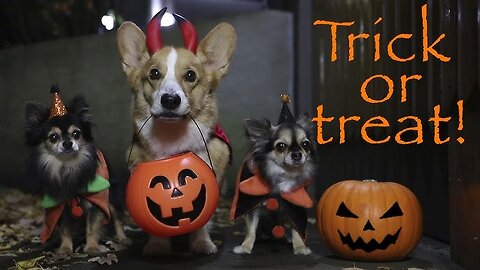 HALLOWEEN MISCHIEF - Cute _ Funny Wiener Dogs Go Trick or Treating!