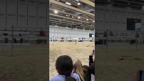 AMAZING WHITE HORSE free jumping Fiera Cavalli Verona
