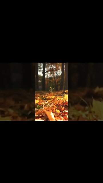 RELAXING MUSIC/DEEP SLEEP MUSIC/autumn ambience music #shorts