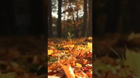 RELAXING MUSIC/DEEP SLEEP MUSIC/autumn ambience music #shorts
