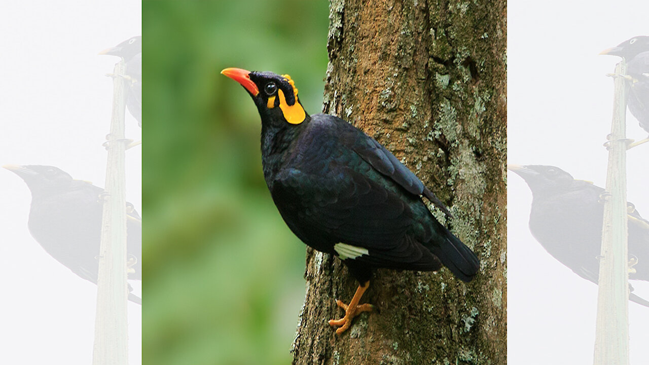 Gracula Ptilogenys | Sri Lankan Selalihiniya | Selalihiniya | Sri Lanka Hill Myna