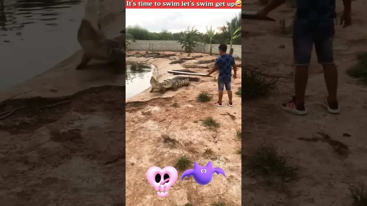 Let's swim get up 😖😣🤯🔥 #shorts #crocodiles #viral