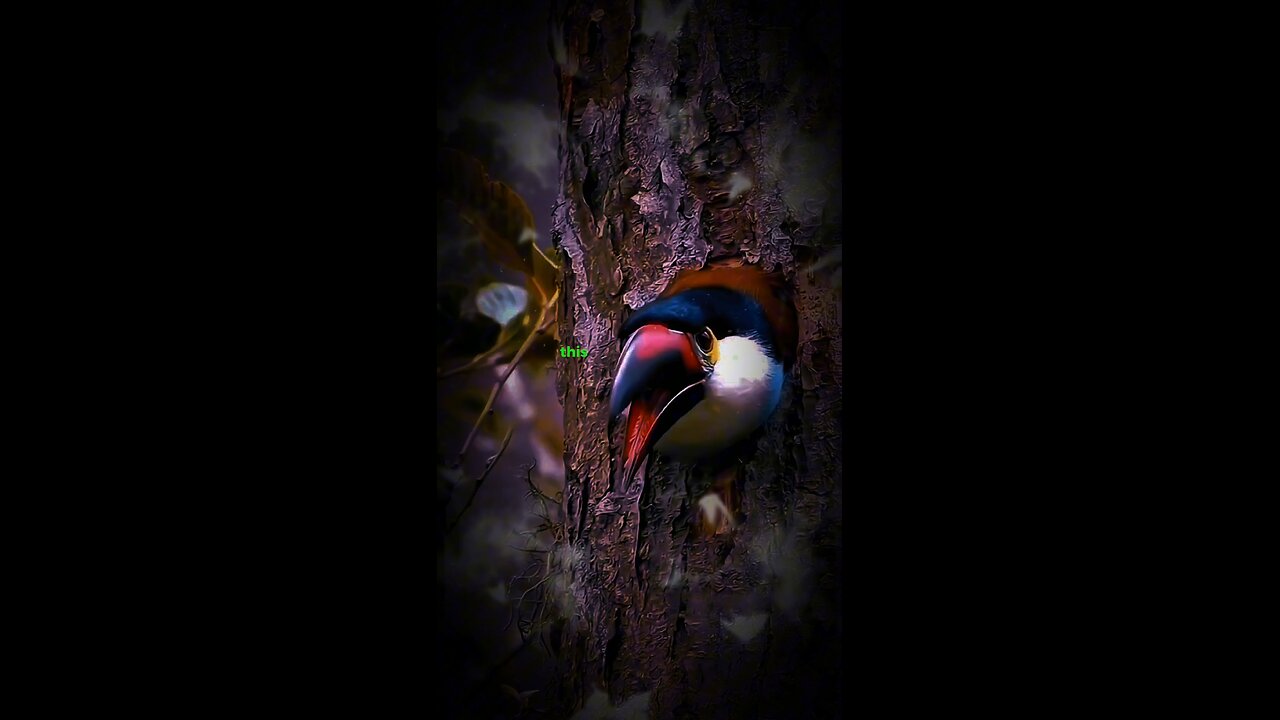 Unwitting Fact About Plate-billed Mountain Toucan!