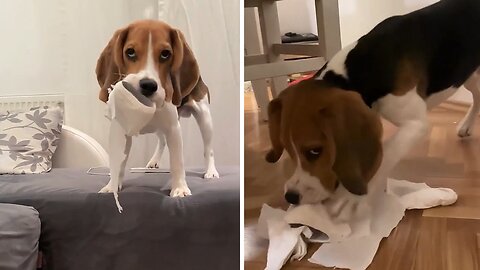 Mischievous Beagle caught tearing up the toilet paper