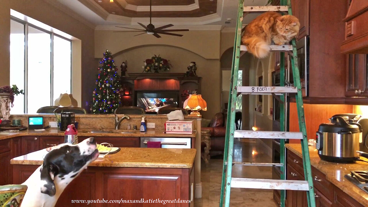Vocal Great Dane advises cat how to climb down ladder