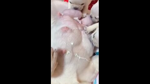 Yummy Yummy Mom is always the best #cutepet #cutepuppy #puppy #puppylove #cutefrenchbulldog