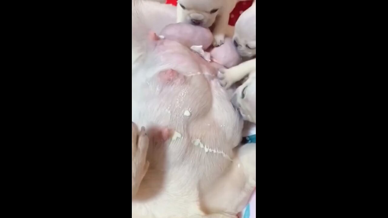 Yummy Yummy Mom is always the best #cutepet #cutepuppy #puppy #puppylove #cutefrenchbulldog