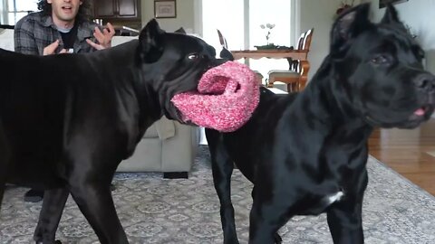 Cane Corso Play Session!