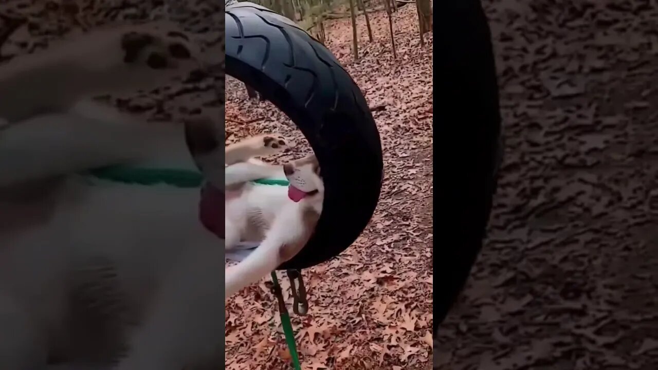 Lazy Summer 😎 #dogs #cutepup #summer