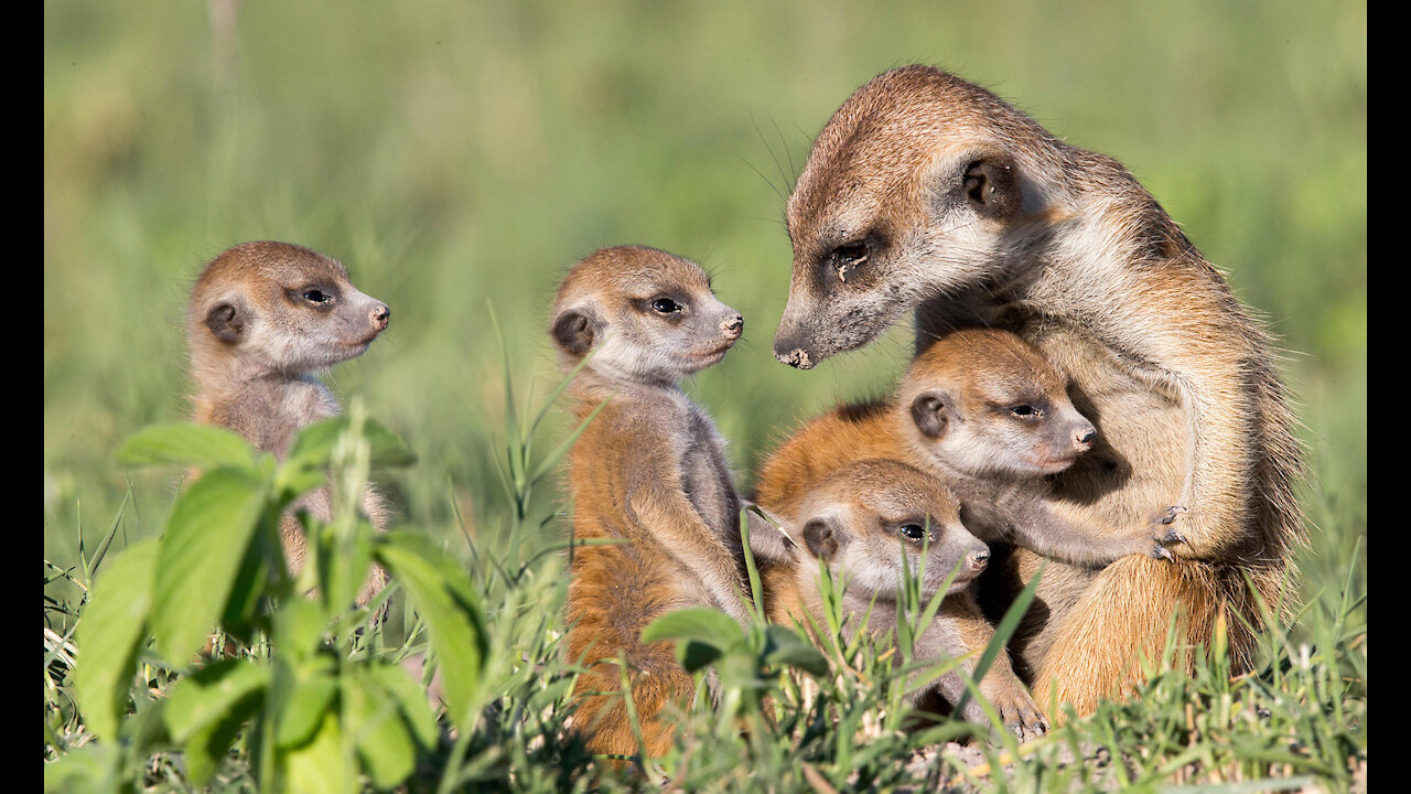 Did you know that meerkats stay close to home, 😱😲even as adults😱😲
