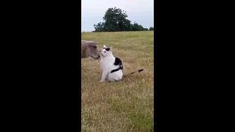 funny animals 2024😃😃 funniest cats and dog videos
