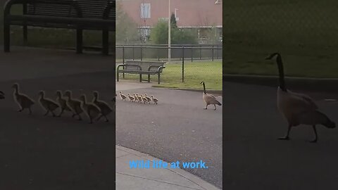 on way home, ran into this bunch of geese.