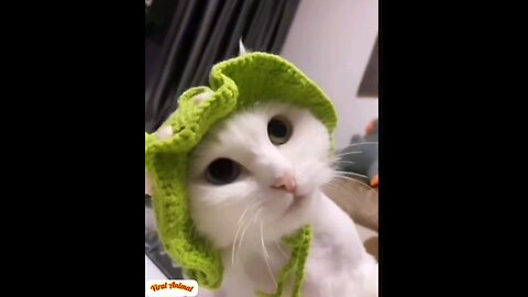 Look at the style of cats😻 trending videos