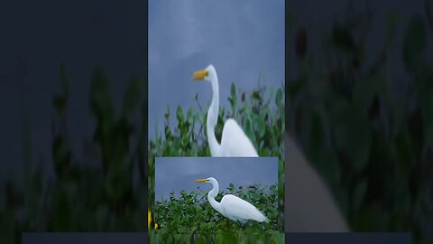 lake apopka birds
