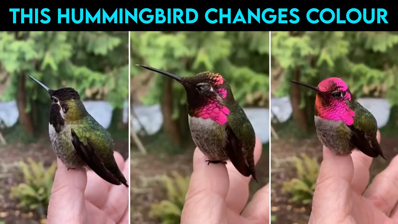 Watch: This Hummingbird Changes Colour With Every Turn