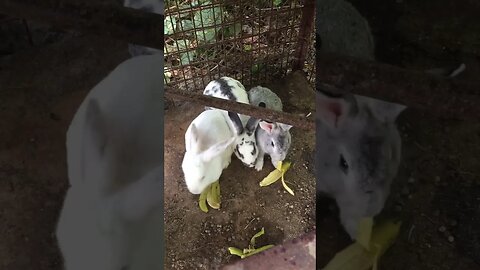 1 male + 2 females