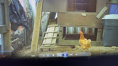 Broken Leg Mends Itself